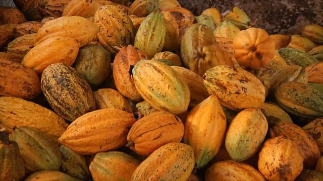 Zotter — Намасте, какао. смотреть онлайн