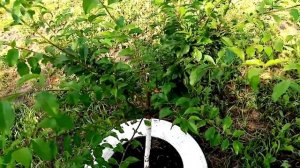 Как Растёт Моя АЛЫЧА "Тимирязевская"  Дереву почти 3 года.  18 июля 2021г.