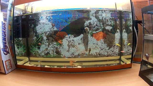 Почему рыбки плавают головой вниз? смотреть онлайн