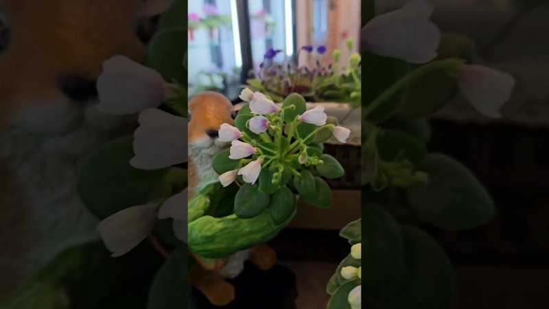 фиалки полумини и мини в форме колокольчиков. Н-Аватар, Н-Нейтири, ЛЕ-Лесной Народец и др.