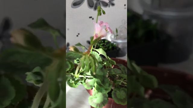 Пеларгония цветёт . Пеларгония из семян смотреть онлайн