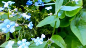 Незабудка... Премьера❤ Исп. Светлана Абрамова🥰🥰🥰🥰🥰🥰