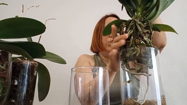 ВОТ ЭТО КОРНИ???Пересадка ЦВЕТУЩЕЙ орхидеи Ravello. смотреть онлайн