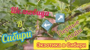Шелковица в Сибири он же Тутовник пошли первые плоды.