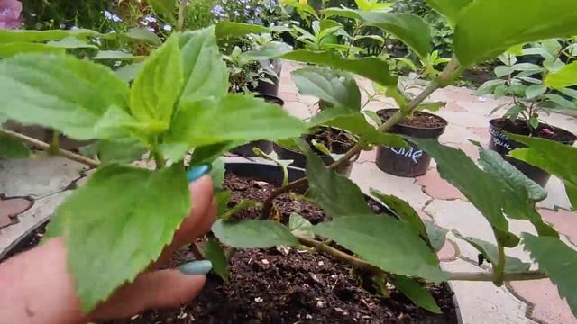 Что делать с саженцами мет.гортензий? ,купленными в конце лета и осенью ❓САЖАТЬ‼а весной обрезать смотреть онлайн