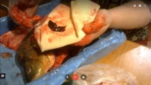 Практическое изучение строения рыб 7 класс