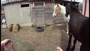 Содержание лошади летом. Выпас на привязи.