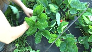 ГНИЛЬ на КЛУБНИКЕ?  Её не будет, если сделать это | ЛАЙФХАК для ОГОРОДА