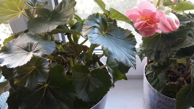 ПОЧЕМУ БЕГОНИЯ " ЭЛАТИОР " НЕ ЦВЕТЁТ - ВОЗМОЖНЫЕ ПРИЧИНЫ ? смотреть онлайн