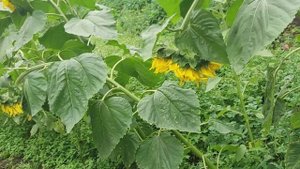 Подсолнух Енисей! Нужен совет