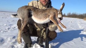 Охота на зайца в Беларуси 2021