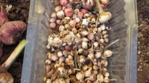 Уборка гладиолусов осенью ? и почему нынче крупные клубнелуковицы и много деток