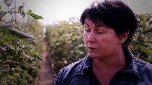 Как вырастить томаты ( помидоры) в теплице? Выращивание овощей в закрытом грунте ( в теплицах)