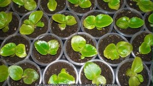 Как ухаживать за ампельной бегонией и формировать куст