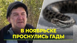 Ноябрьске от зимней спячки пробуждаются гадюки