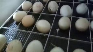 Индоутка вывела цыплят//Можно ли под утку подложить куриное яйцо?