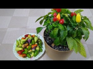 Маринованный острый перчик на зиму.