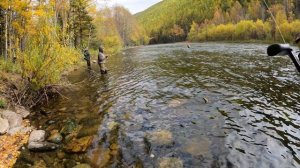 В тайгу за хариусом и ленком  золотой осенью . Часть 2.#1. Попали на клев!