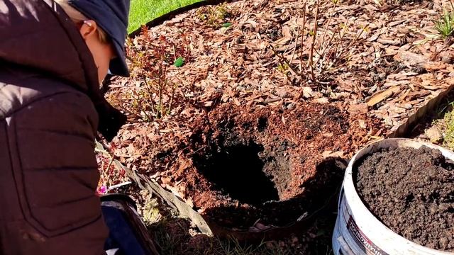 Розы ЗКС из Русроза Rusroza отзыв. Обзор саженцев роз. Супер Гортензия черешковая SILVER LINING смотреть онлайн