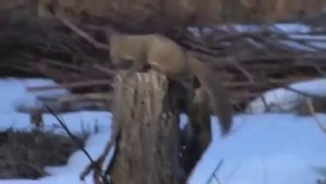 Спаривание животных, Crazy Squirrel MatingBreeding, размножение животных