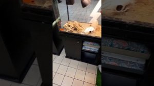 Агама играет с игрушками кошки. #агама #ящерица Агама играет с игрушками кошки