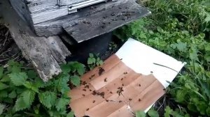 Гибель пчел на прилетной доске. В чем причина?