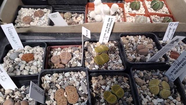 Весеннее цветение кактусов..Литопсы.Эпифиллумы в бутонах..Kakteen.Lithops.