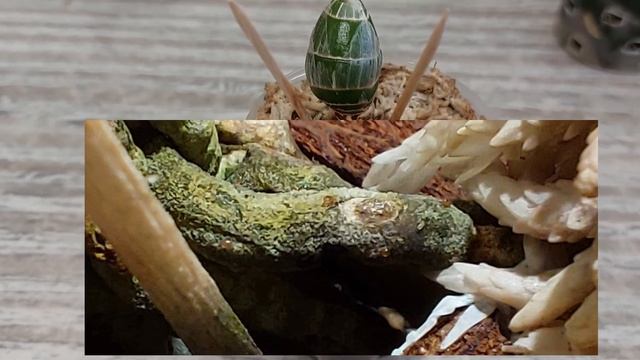 Смывка Zyme от Dyna-Gro. Удалось ли мне победить водоросли в горшках с морковками? Орхидея катасету
