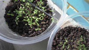 Семена клубники продолжают преподносить сюрпризы