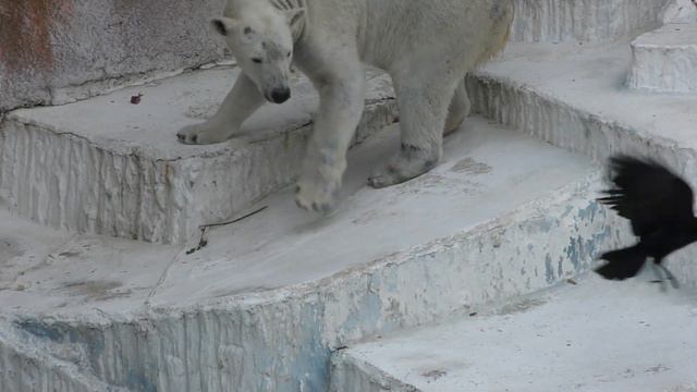 次から次へとオモチャきて💗ホウちゃんレパートリー豊富楽しい時間【天王寺動物園】 смотреть онлайн