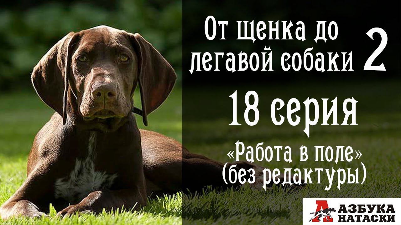 Натаска собаки в поле без монтажа. "От щенка до легавой собаки" - 18 серия. смотреть онлайн