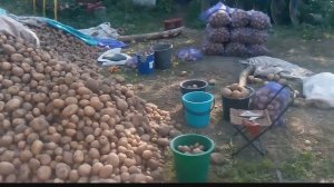 Урожай картофеля. Сортировка картофеля.