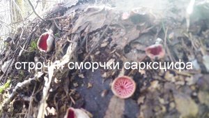 Первые грибы весной 2023, сморчковая шапочка, видео rybachil.ru