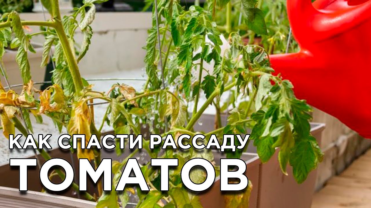 Почему у рассады томатов желтеют, сохнут и скручиваются листья?