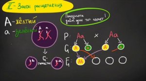 Законы Менделя и решение задач