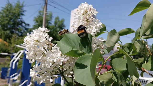 Bumblebees 🐝 🦋 🐞 🌼 🌼 🌼 🌼 🌼 💐 workaholic, siringa, шмели трудяги, WHITE, LILAC смотреть онлайн
