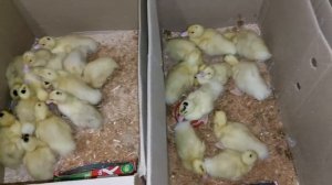 утки муларды 5 дней