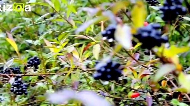 Falesti смотреть онлайн