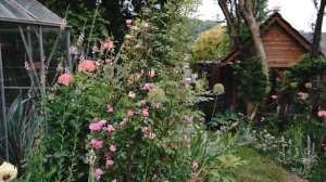 Roses in our 250 Year Old Cottage Garden & Building a New Cut Flower Bed