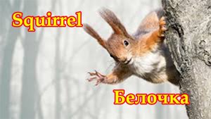 БЕЛКА. Белок ты менял.mp4