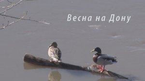 Весна на Дону