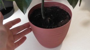 Как вырастить Манго из косточки в домашних условиях. Часть 2