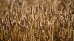 Нива побелевшая стоит | Юность Иисусу | христианская музыка | Праздник жатвы