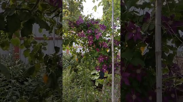 Клематис Юбилейный смотреть онлайн