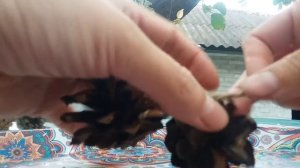 Игрушки ДЛЯ попугая СВОИМИ руками ИЗ шишек!