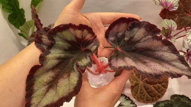 ВИДЕО НЕ ДЛЯ ВСЕХ/БЕГОНИИ/РАСПАКОВКА смотреть онлайн