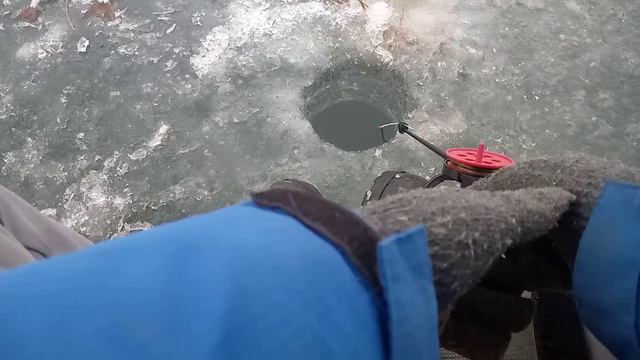 Ловля живца для жерлиц! смотреть онлайн