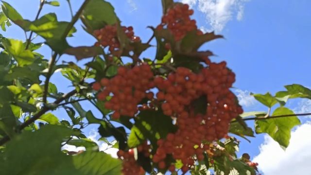 14 сентября народный праздник СЕМЁН ЛЕТОПРОВОДЕЦ. БАБЬЕ ЛЕТО. народные приметы и поверья
