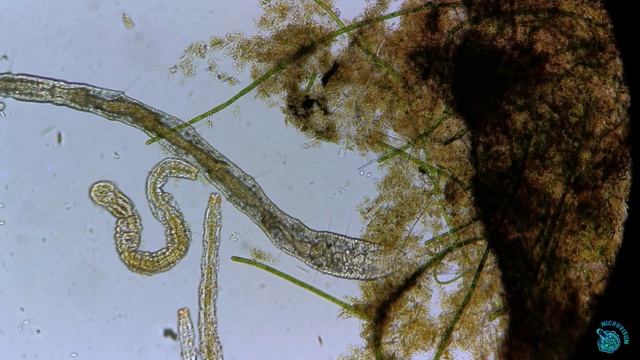 Малощетинковый червь из группы Annelida
