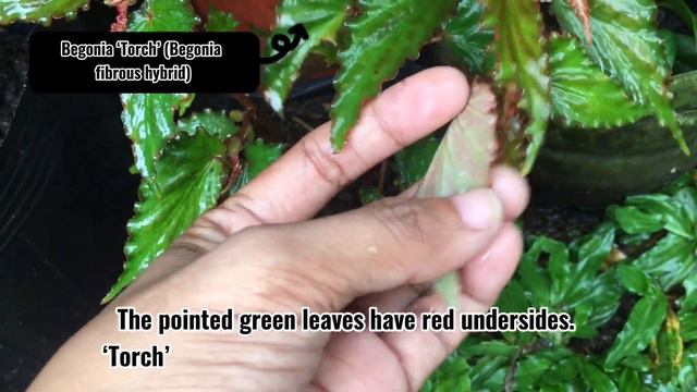 RARE AND COMMON BEGONIA/BEGONIA смотреть онлайн